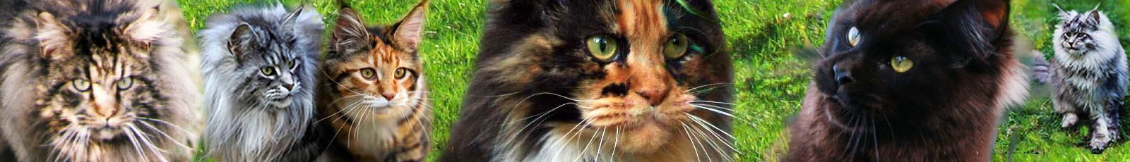 chatons maine coons Ile de France