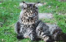 maine coon tâché gris et blanc