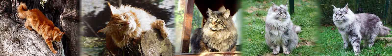 Main coon mâles adultes slider