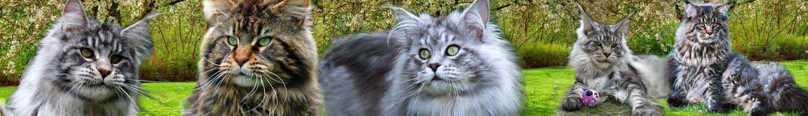 Main coon mâles adultes slider