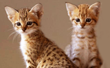 chatons savannah, hybride de serval