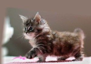 chaton maine coon