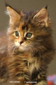 Chaton Maine coon Melodie de 7 semaines