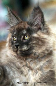 Mushroom chaton Maine coon mâle black smoke