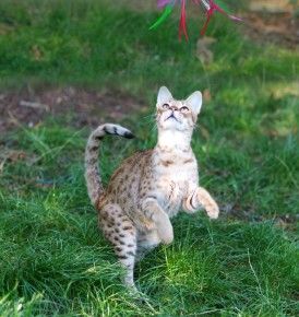 Jaffa femelle savannah, hybride de serval