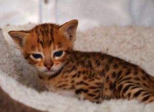 Navajo chaton mâle Savannah F3 de 25 jours