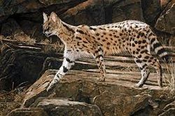 SERVAL, félin africain