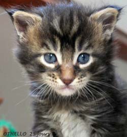 chaton maine coon brown