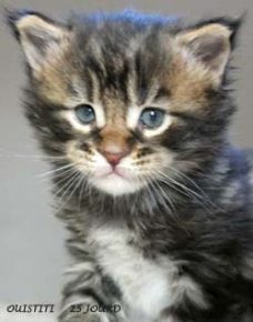 OUISTITI chaton maine coon